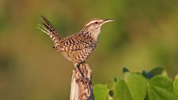 La iniciativa tiene por objetivo fomentar la observación de las aves como un mecanismo para conservar la naturaleza La iniciativa tiene por objetivo fomentar la observación de las aves como un mecanismo para conservar la naturaleza