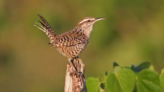La iniciativa tiene por objetivo fomentar la observación de las aves como un mecanismo para conservar la naturaleza