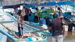 Desalentador inicio de la "pulpeada" en Yucatán: pescadores mantienen la esperanza 
