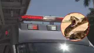 Hombre es trasladado de emergencia a Chetumal tras mordida de serpiente venenosa