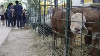 Confirman 11 casos de miasis por gusano barrenador en Chiapas; autoridades alertan sobre riesgos y prevención