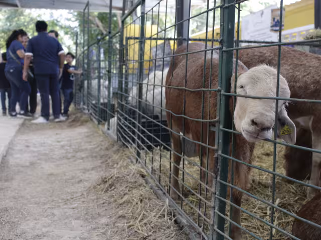 La Secretaría de Salud continúa monitoreando la situación en coordinación con autoridades locales y servicios veterinarios