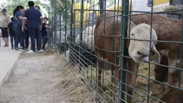 La Secretaría de Salud continúa monitoreando la situación en coordinación con autoridades locales y servicios veterinarios