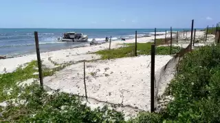 De mayo a octubre, el comité de protección espera el arribo de las especies carey, blanca y caguama