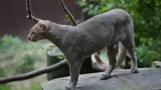 Lotes de inversión amenazan a felinos silvestres como el jaguarundi 