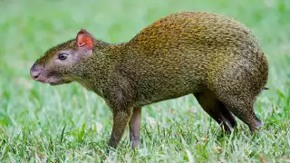 "Sereque", el Capibara Campechano: Un tesoro natural de la región