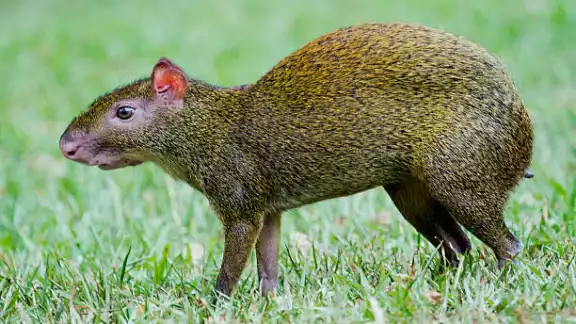 El "Sereque", el Capibara Campechano El "Sereque", el Capibara Campechano