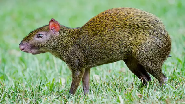 El "Sereque", el Capibara Campechano