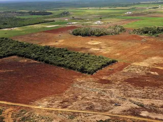 Hectáreas de árboles se han perdido por no obedecer las normas para talarlos.