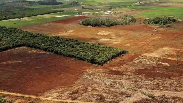 Hectáreas de árboles se han perdido por no obedecer las normas para talarlos.