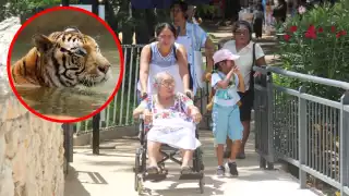 Zoológicos de Mérida se convierten en el principal atractivo de la ciudad durante el día de asueto  