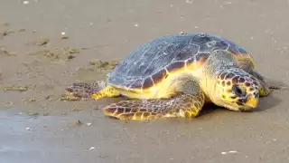 Encuentran tortuga muerta en el malecón de Ciudad del Carmen 