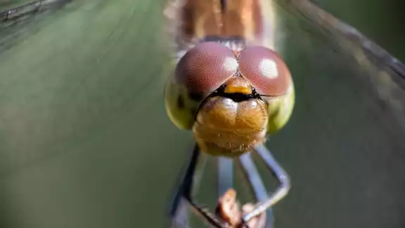 40 macrofotografías integrarán la muestra 40 macrofotografías integrarán la muestra