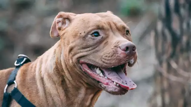 Pitbull ingresa a una casa, ataca a dos chihuahuas y a una mujer en Chetumal