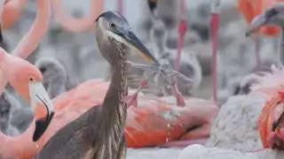 Aunque no se considera habitual, las garzas sí pueden depredar polluelos