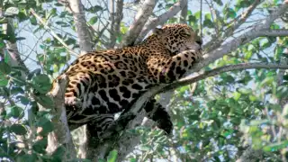 La Reserva es el hogar del gran jaguar, especie prioritaria para la conservación