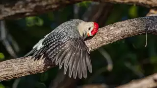 El ave se encontraba realizando un "baño de sol"