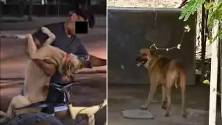 ‘Terry’ busca justicia tras ser arrastrado por su dueño en Escárcega: Judicializan caso de maltrato animal 