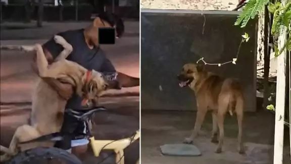 El perrito Terry fue arrastrado por su dueño en Escárcega y no recibió atención veterinaria. El perrito Terry fue arrastrado por su dueño en Escárcega y no recibió atención veterinaria.