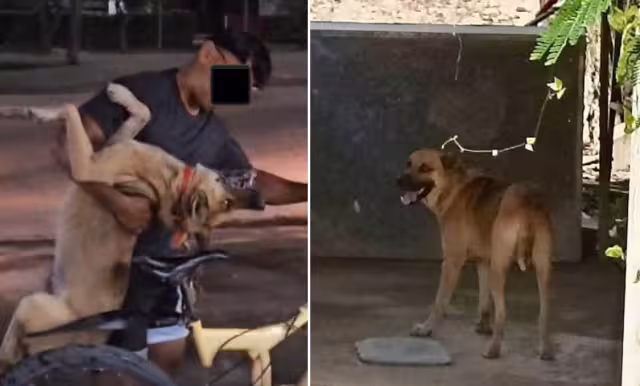 El perrito Terry fue arrastrado por su dueño en Escárcega y no recibió atención veterinaria.