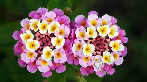 La lantana se considera un tipo de arbusto cuyo follaje posee un verde permanente La lantana se considera un tipo de arbusto cuyo follaje posee un verde permanente