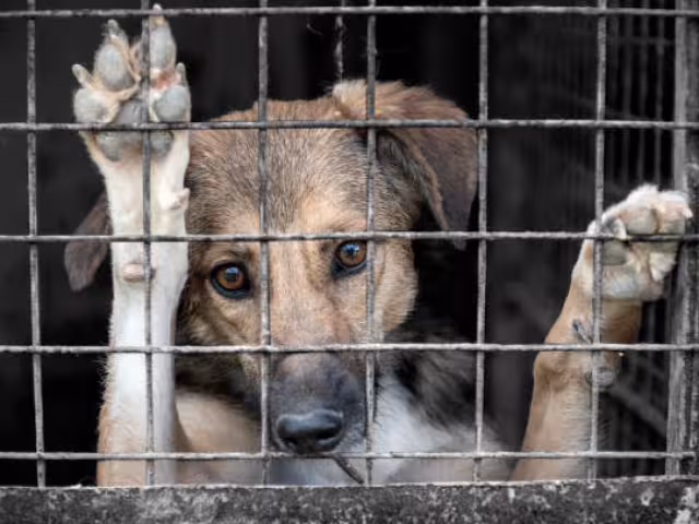 Invitan a denunciar llamando al 911 o bien acudiendo a la Fiscalía General del Estado