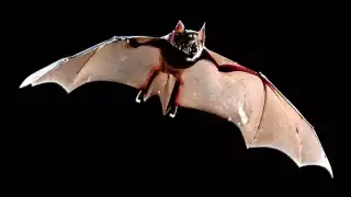 Especie de murciélago gigante aparece por primera ocasión en México: Esto es lo que sabemos 