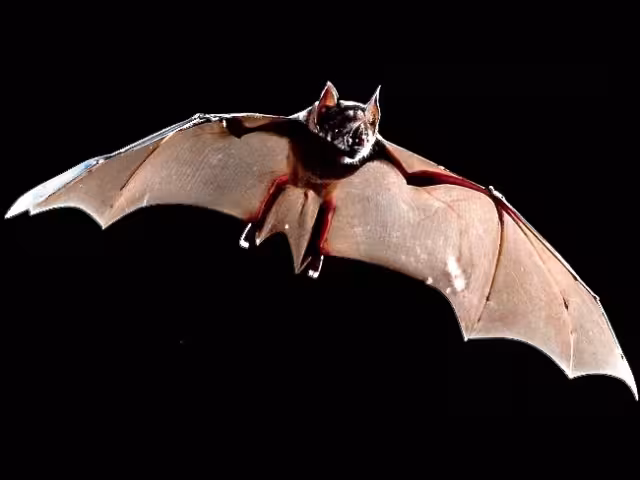 El hallazgo marca una ampliación importante en la distribución geográfica de la especie