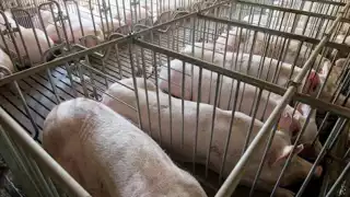 Buscan proteger recursos naturales ante posible expansión de granjas porcícolas a José María Morelos