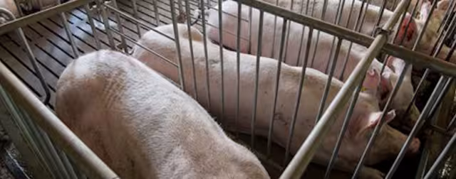 Granja porcícola de Kekén en Yucatán