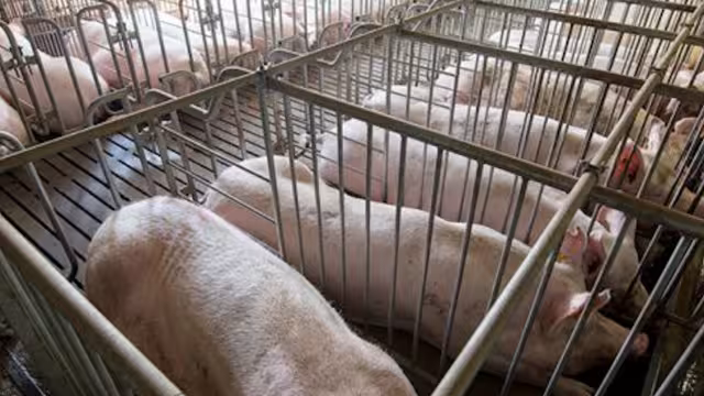 Granja porcícola de Kekén en Yucatán