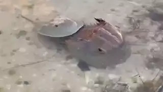   Esperanza en Yucatán: captan a cacerolitas de mar reproduciéndose en su hábitat natural  