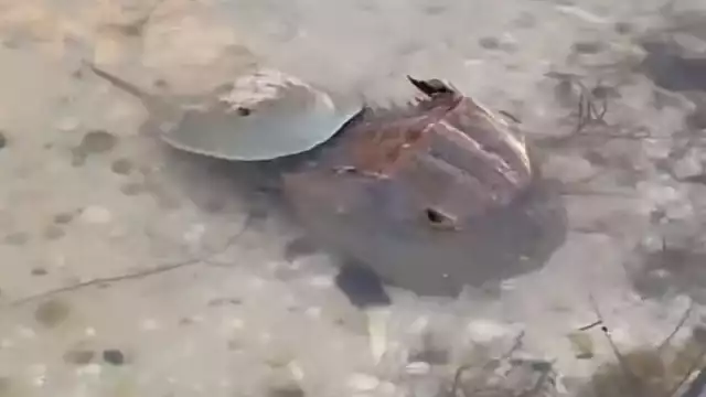 Desde el 2010 la especie se considera en Peligro de Extinción