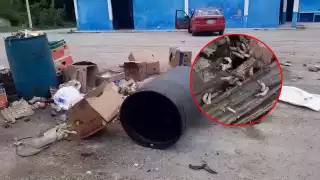 Basura con gusanos en mercado de Bécal, Calkiní, pone en riesgo la salud pública   
