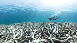 Mitad de los arrecifes del Atlántico peligran; detectan alto riesgo de extinción