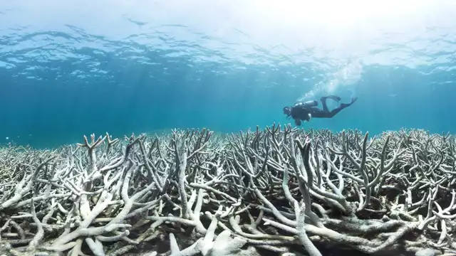 Previsiones de aparición de graves eventos de blanqueamiento de los próximos 30 años, sitúan bajo amenaza de extinción crítica a 26 de las 85 especies