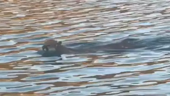 El inusual comportamiento fue captado por pescadores El inusual comportamiento fue captado por pescadores