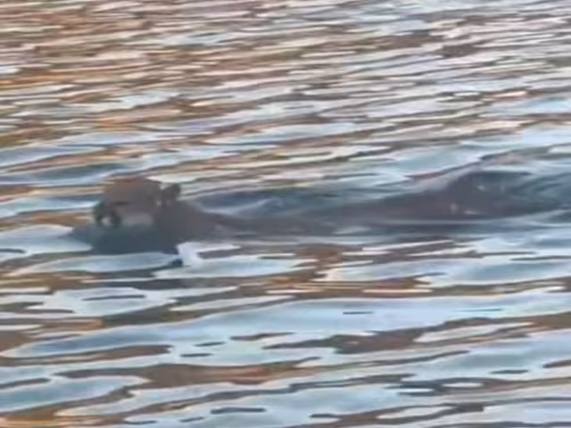 El inusual comportamiento fue captado por pescadores