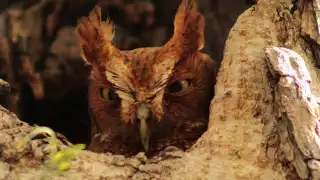 El tecolote sapo es una rapaz de hábitos nocturnos