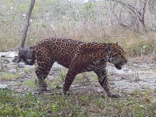 El algoritmo desarrollado por los estudiantes, tiene la capacidad de discernir entre individuos
