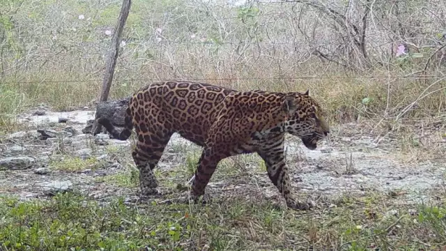 El algoritmo desarrollado por los estudiantes, tiene la capacidad de discernir entre individuos