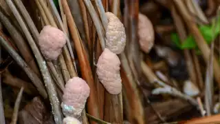 Reportan decremento en la población de caracol chivita en Bacalar