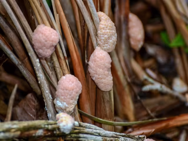 Actualmente solo se reporta la existencia del 10% de la población de la especie
