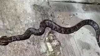 La serpiente Huolpoch entró a casa de una familia en Valladolid