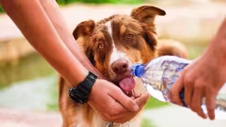 Golpe de calor en mascotas