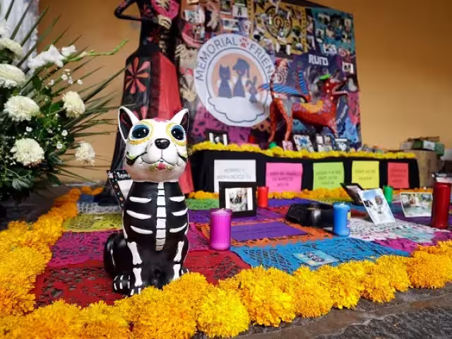 Por tradición del Día de Muertos, también existen ofrendas para las mascotas