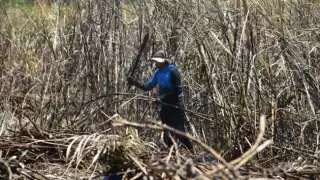 Productores de caña no cuentan con mano de obra suficiente en Chetumal