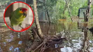 Refugio de loros del Proyecto Santa María  en Yucatán se inunda tras intensas lluvias   