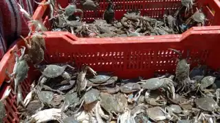 Familias de Palizada "en crisis", ante poca captura de jaiba  