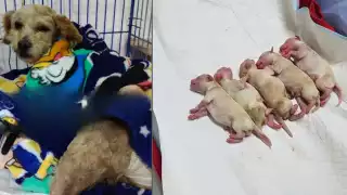 Cereza, la perrita que dio a luz tras sobrevivir a la explosión de la pipa en Iztapalapa